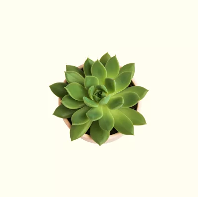 Echeveria