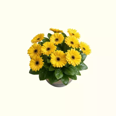 Gerbera